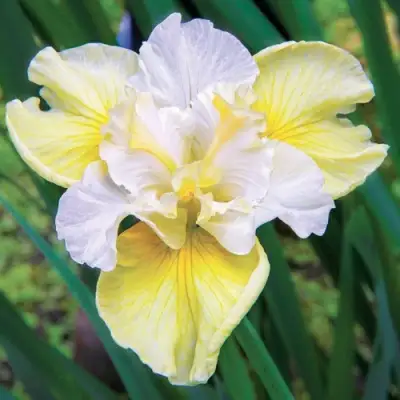 Ирис ЙЕЛЛОУ ТЕЙЛ сибирский в Волковыске