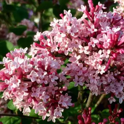 Сирень РЕД ПИКСИ в Волковыске