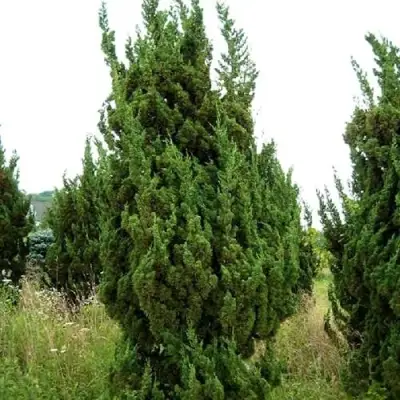 Можжевельник КАЙЗУКА китайский в Волковыске