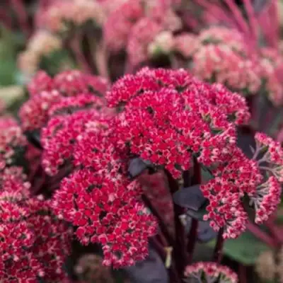 Очиток (седум) РЕД КАУЛИ в Волковыске