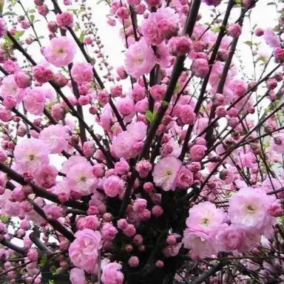 Миндаль ТРЁХЛОПАСТНЫЙ (луизеания) в Волковыске