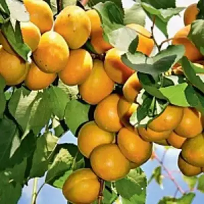 Абрикос БРЯНСКИЙ РАННИЙ в Волковыске