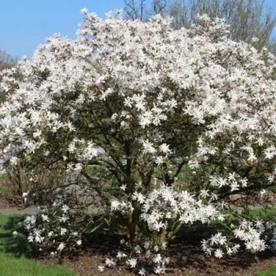 Магнолия КОБУС в Волковыске