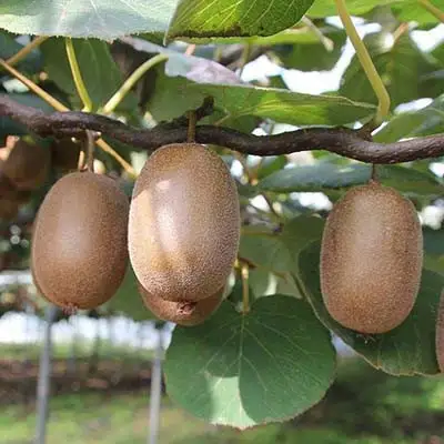 Актинидия ЗАКАРПАТЬЕ киви в Волковыске
