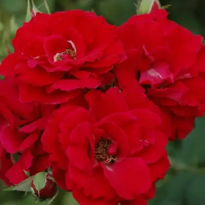 Роза ЧАМПЛЕЙН флорибунда в Волковыске