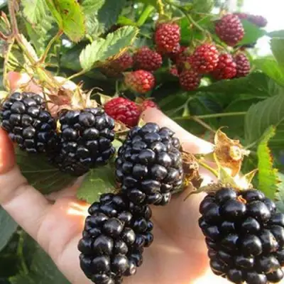 Ежевика НАВАХО бесшипная  в Волковыске