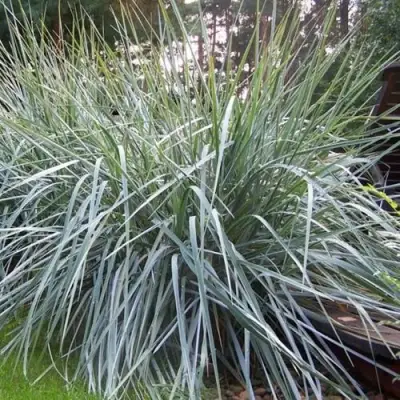 Элимус БЛЮ ДЮН песчаный в Волковыске