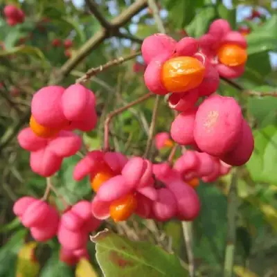 Бересклет ЕВРОПЕЙСКИЙ в Волковыске