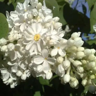 Сирень РОЧЕСТЕР в Волковыске