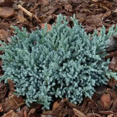 Можжевельник БЛЮ СПАЙДЕР чешуйчатый в Волковыске