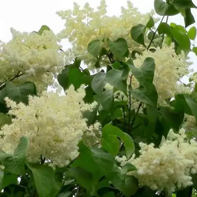 Сирень АМУРСКАЯ в Волковыске