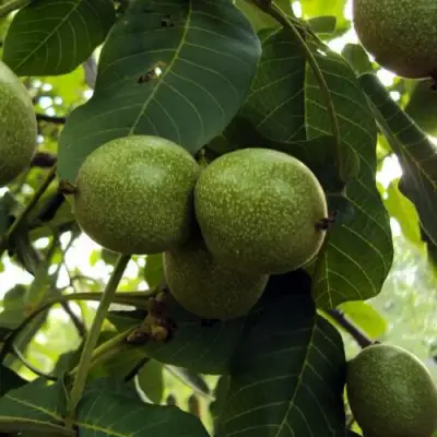 Грецкий орех ПИНСКИЙ в Волковыске