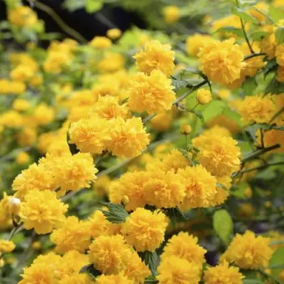 Керрия японская АУРЕОВАРИЕГАТТА в Волковыске