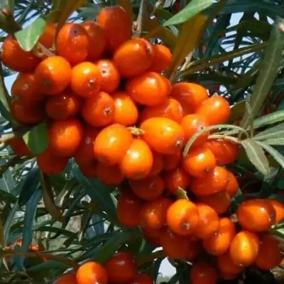 Облепиха ПЛАМЕННАЯ в Волковыске