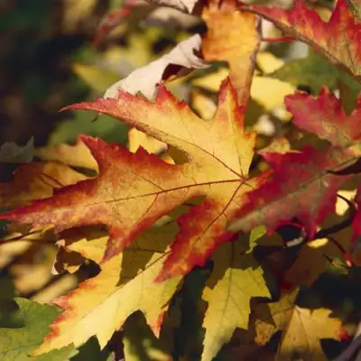Клен серебристый в Волковыске