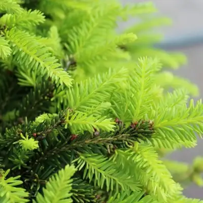 Ель НИДИФОРМИС обыкновенная в Волковыске