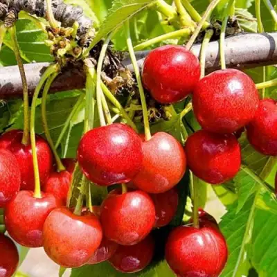 Черешня БЮТТНЕРА КРАСНАЯ в Волковыске