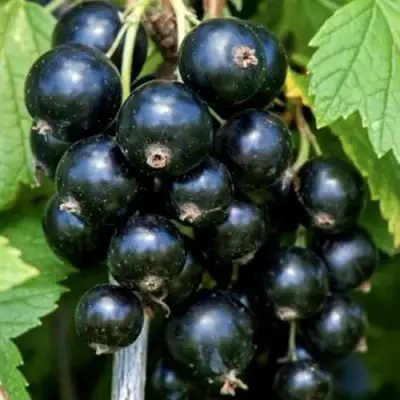 Смородина чёрная СЕЛЕЧЕНСКАЯ в Волковыске