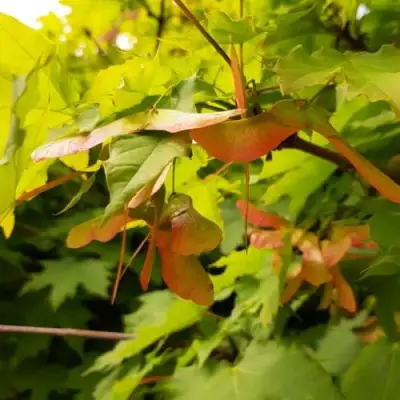 Клен ложноплатановый в Волковыске