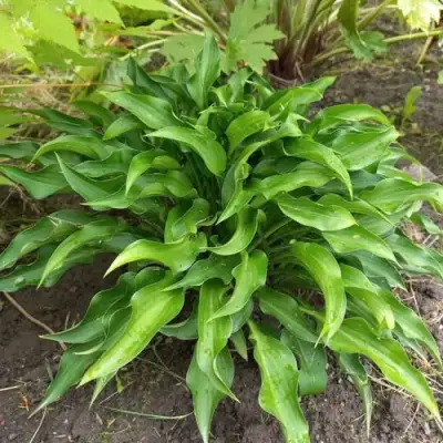 Хоста ГАРРИ ВАН ТРИЕР в Волковыске