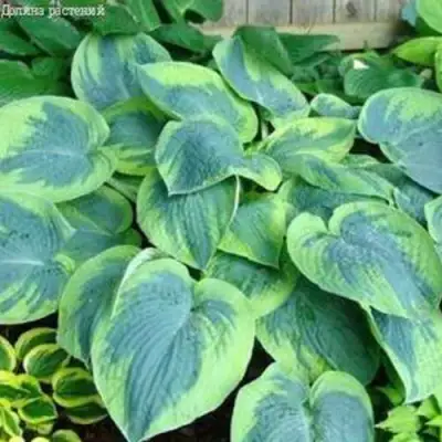 Хоста ТОКУДАМА ФЛАВОЦИРЦИНАЛИС гибридная в Волковыске