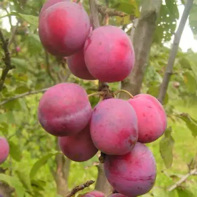 Слива ЭДИНБУРГСКАЯ в Волковыске