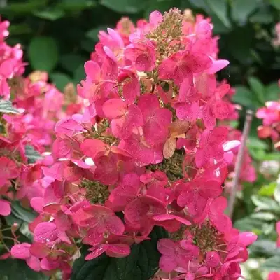 Гортензия МЕГА МИНДИ метельчатая в Волковыске