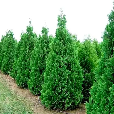 Туя СПИРАЛИС западная в Волковыске