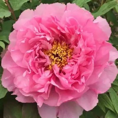 Пион РОЗОВЫЙ ЛОТОС древовидный в Волковыске