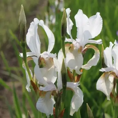 Ирис АЛЬБА сибирский в Волковыске