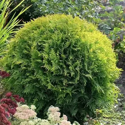 Туя ЕЛЛОУ ГЛОБ западная в Волковыске