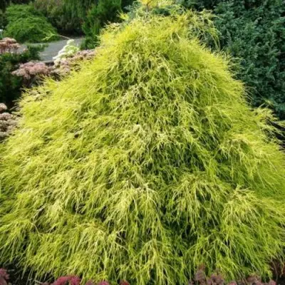 Кипарисовик ФИЛИФЕРА АУРЕА горохоплодный в Волковыске