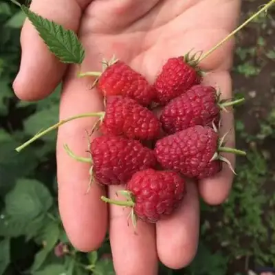 Малина ЕВРАЗИЯ в Волковыске