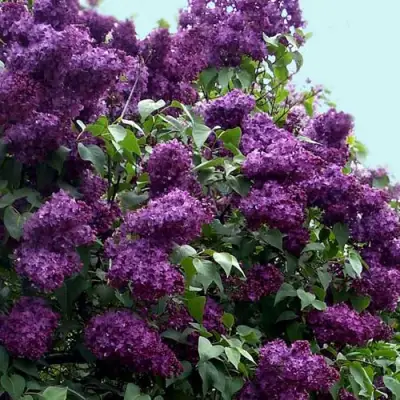 Сирень ИНДИЯ в Волковыске