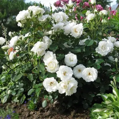 Роза АЛАБАСТЕР флорибунда в Волковыске