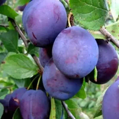 Слива ПЕРДРИГОН в Волковыске