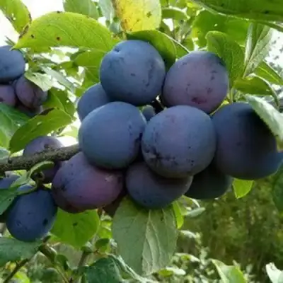 Слива КРОМАНЬ в Волковыске