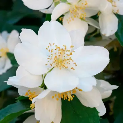 Жасмин ЮСТИНКА в Волковыске