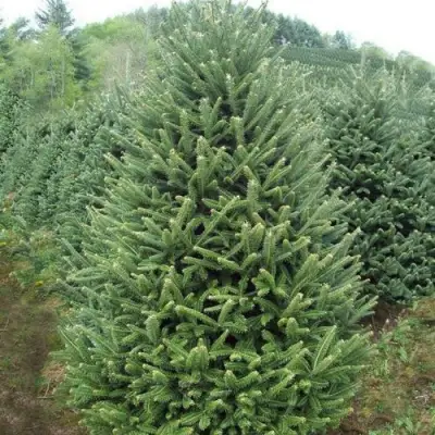 Пихта ФРАЗЕРА в Волковыске