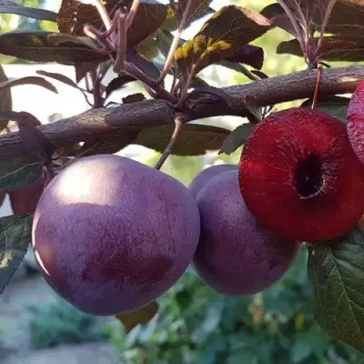 Слива ПАННА в Волковыске