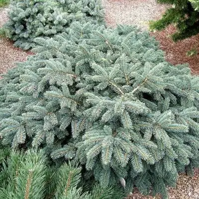 Ель НАНА сизая в Волковыске