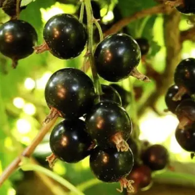 Смородина чёрная НАРА в Волковыске