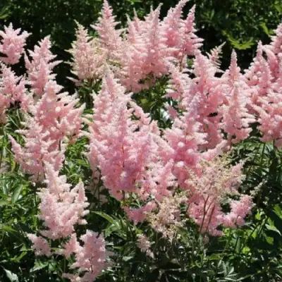 Астильба ГЛИТТЕР ЭНД ГЛАМУР китайская в Волковыске