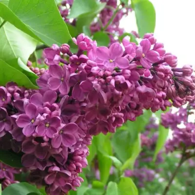 Сирень ДЕНЬ ПОБЕДЫ в Волковыске