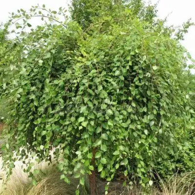 Береза САММЕР КАСКАД черная в Волковыске