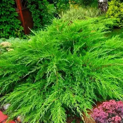 Можжевельник МИНТ ДЖУЛЕП средний в Волковыске