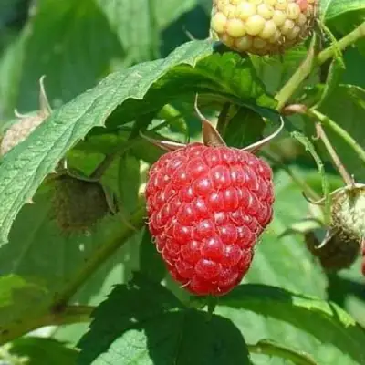Малина КВЕЛЛИ в Волковыске