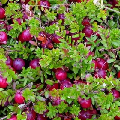 Клюква ПИЛИГРИМ в Волковыске