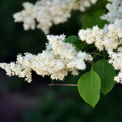 Сирень АМУРСКАЯ в Волковыске