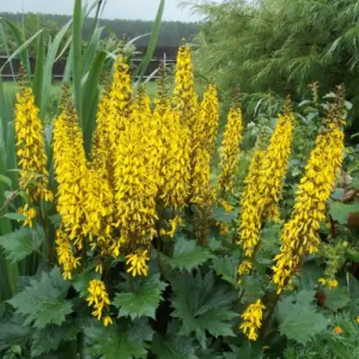 Бузульник ПРЖЕВАЛЬСКОГО в Волковыске